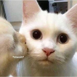 Meet your Posher, Kaila